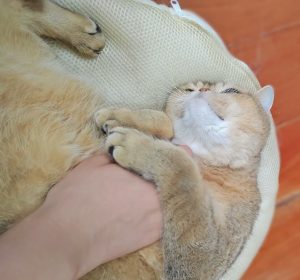 Cat 1