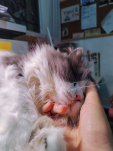 Cat 2